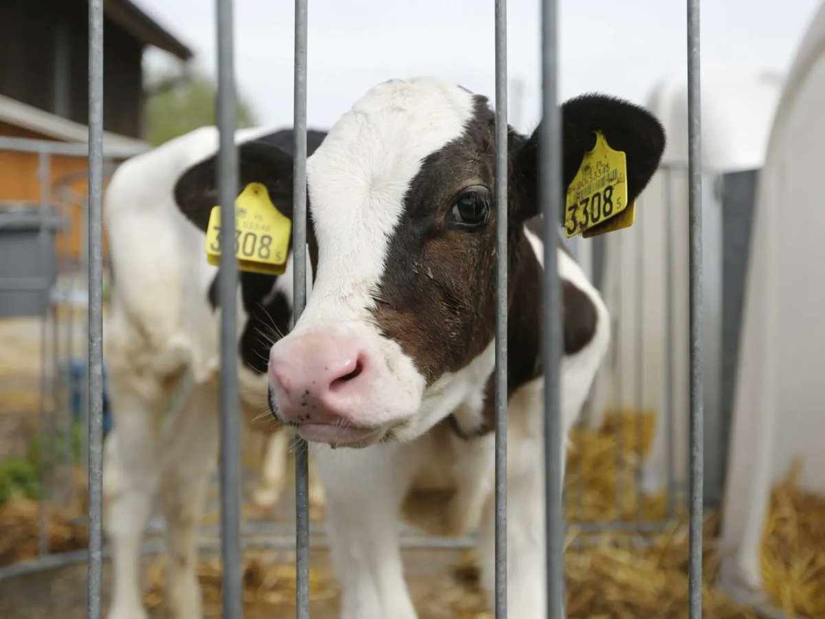 🚨 Avviso urgente da Bruxelles!

La Commissione Europea, omettendo dal programma di lavoro 2026 la proposta legislativa con cui aveva promesso di migliorare il benessere degli animali da allevamento, potrebbe tradire oltre 1,4 milioni di cittadini europei che si sono schierati