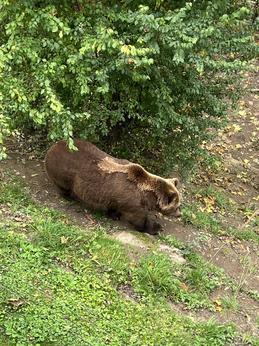 Bear :)