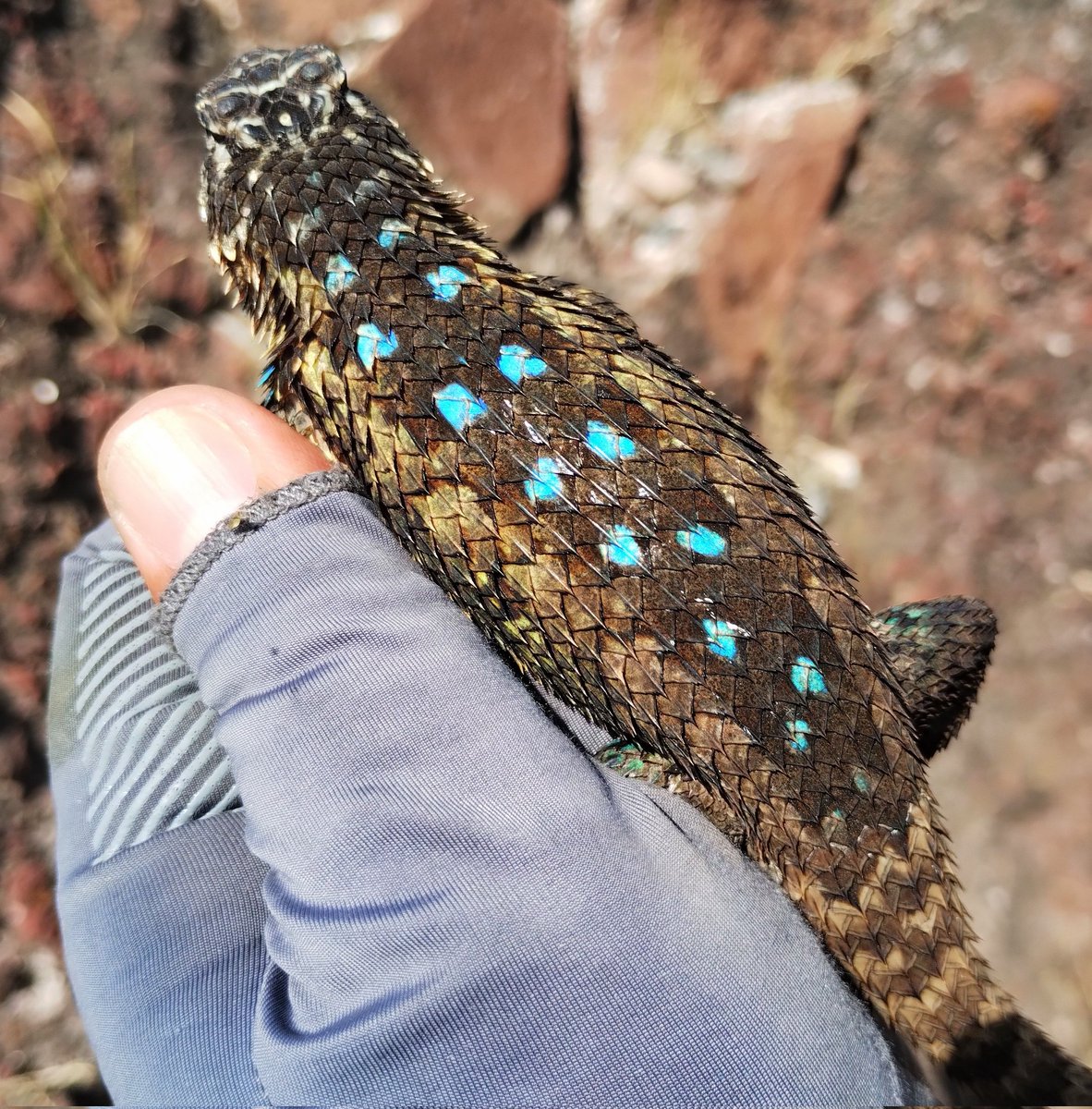 Herpeto_cosas tweet media