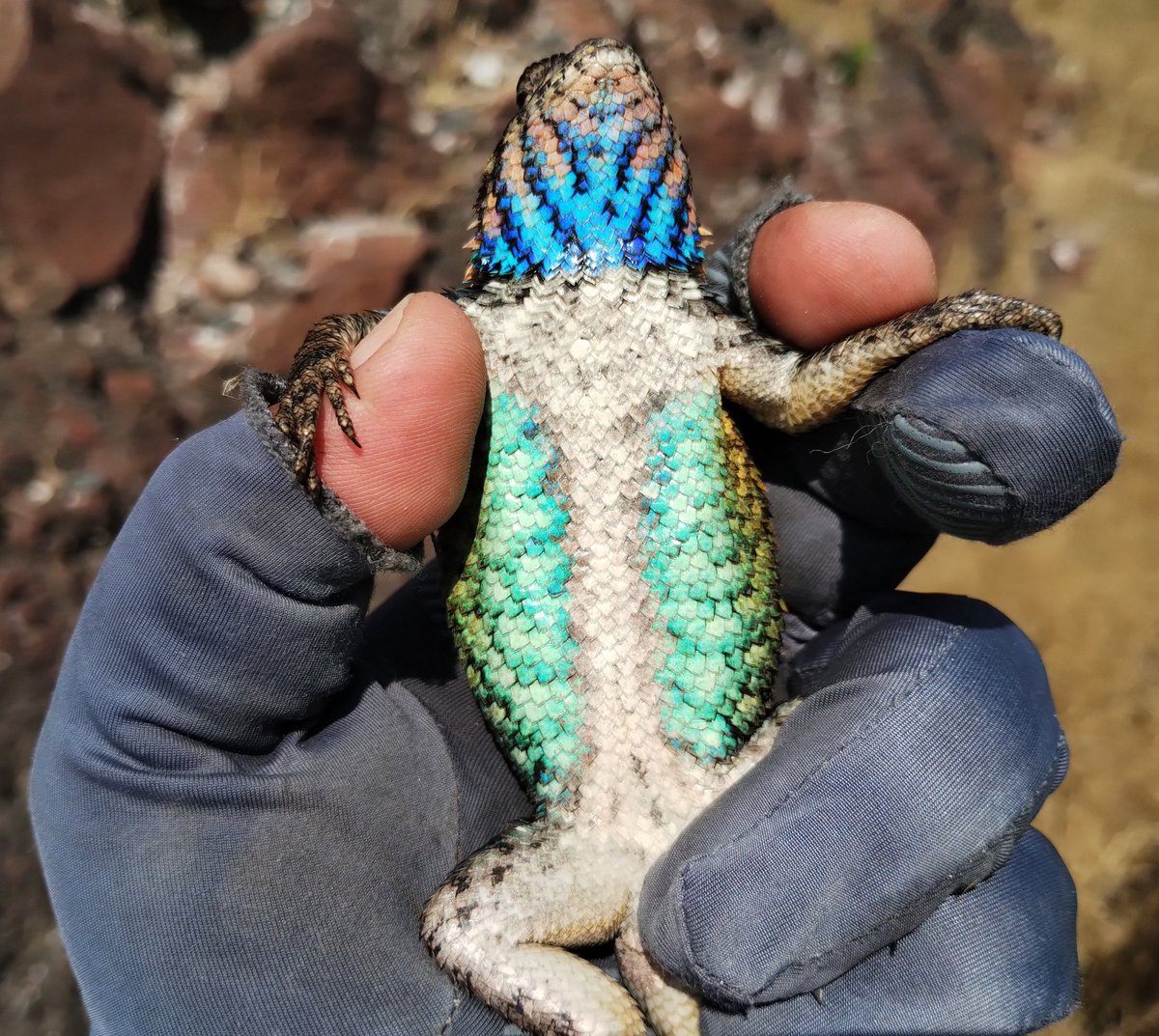 Herpeto_cosas tweet media