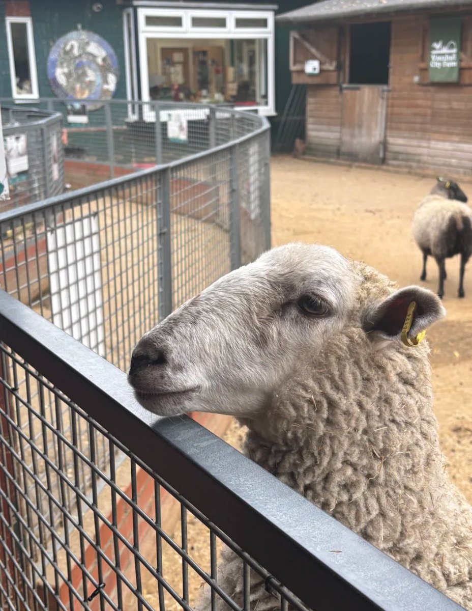 trox2577's tweet image. Meeting its soft fur and gentle eyes on the farm, all the beauty froze in that moment.
#goodplace