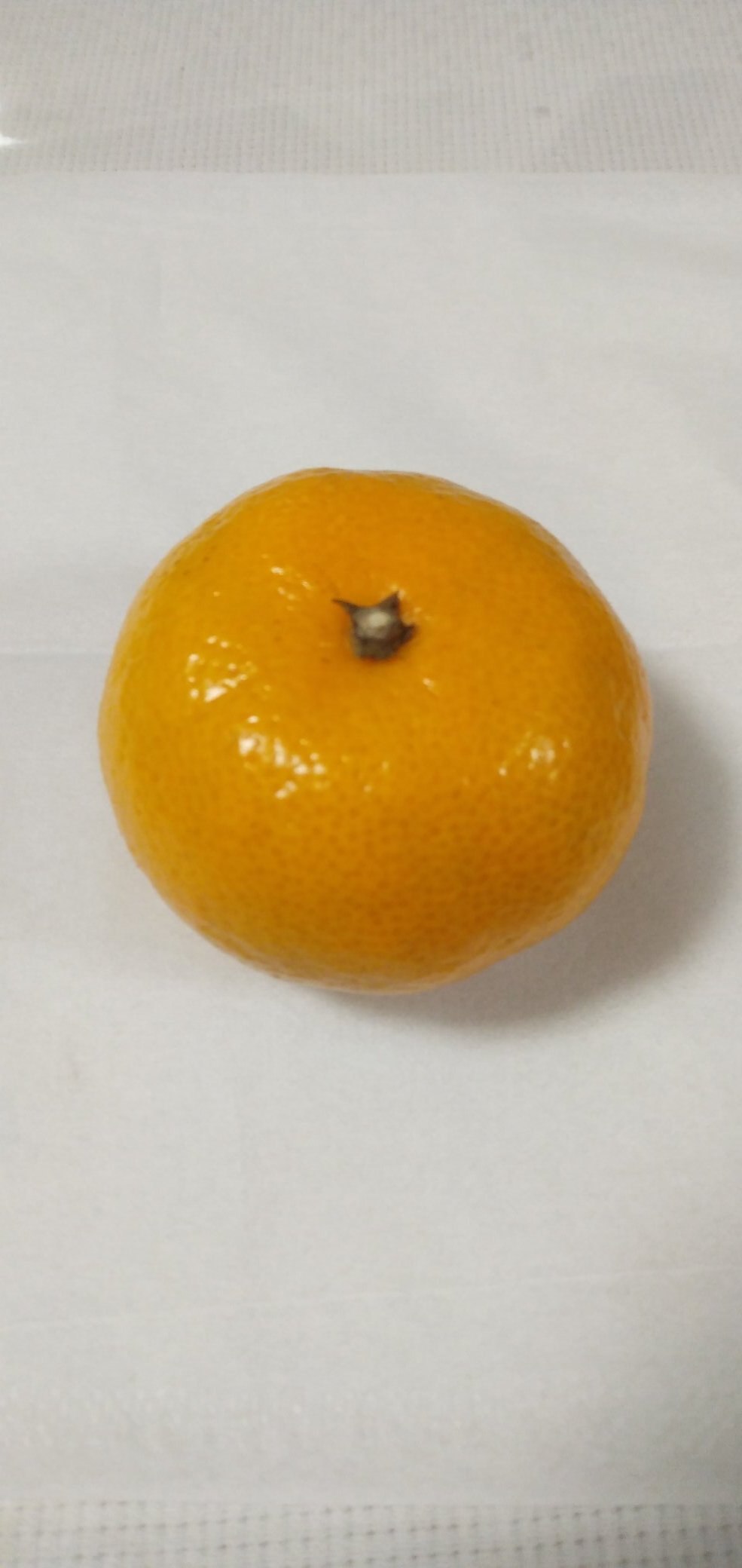 みかん みかん 青島温州 4号ロングポット 1年生苗｜柑橘｜果樹04-PA