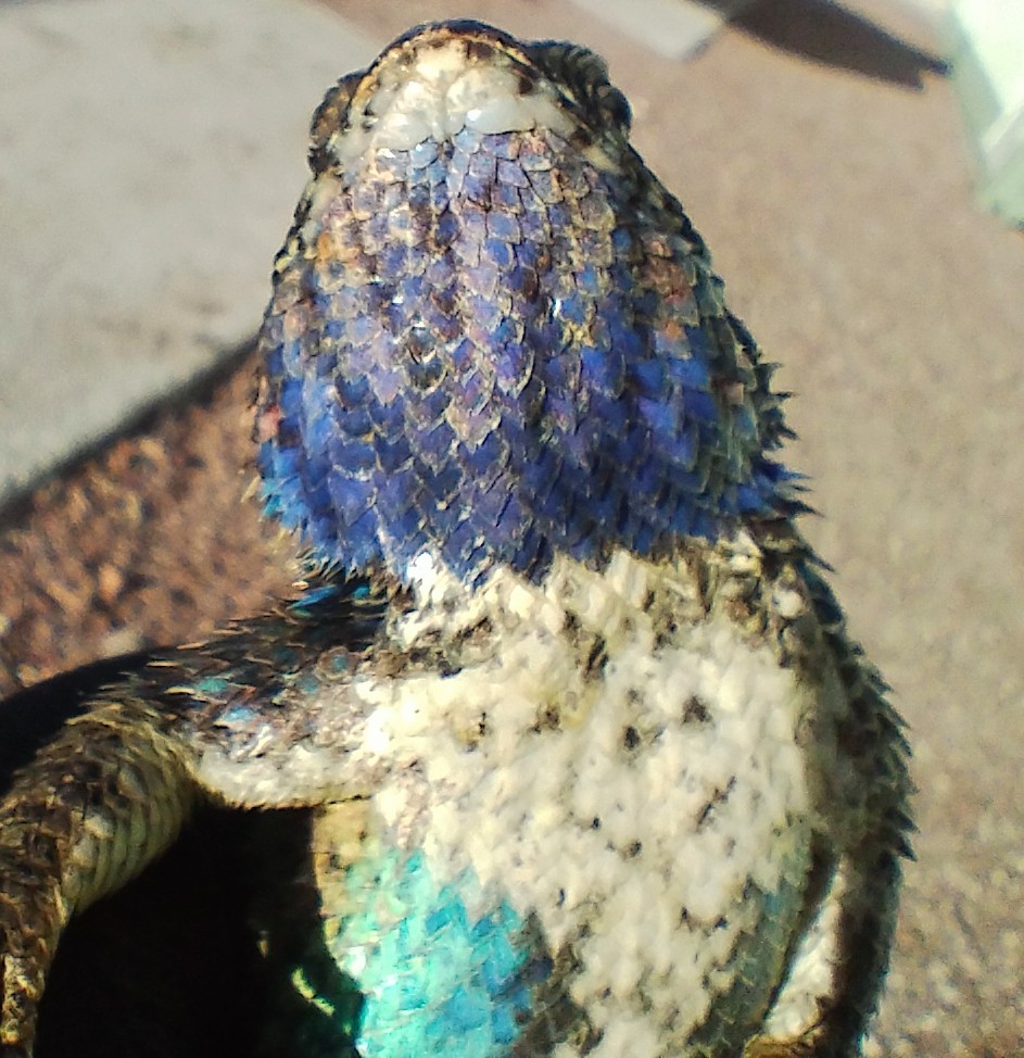 Herpeto_cosas tweet media