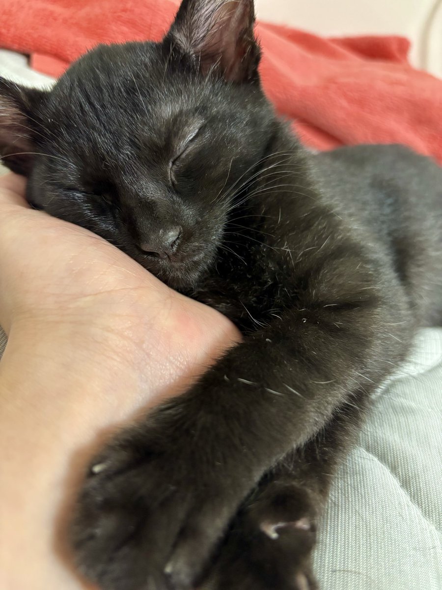 これはまあただの自慢なんですけど、手の上で子猫寝た🐈‍⬛