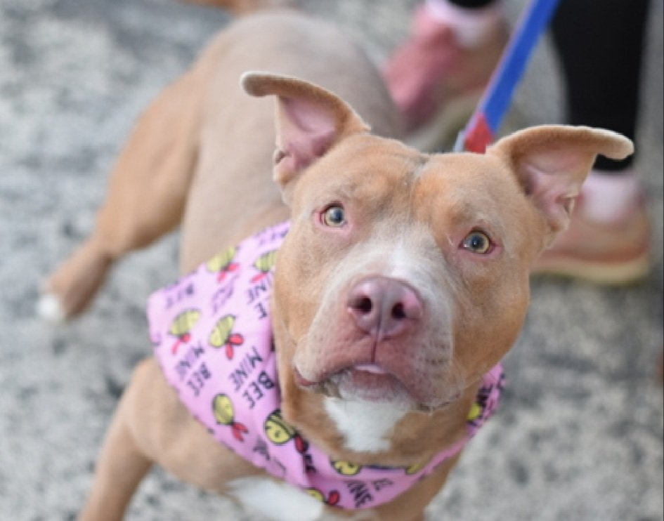 MorgFairsdogs's tweet photo. Cody 191225
Relisted TBK 10/18
#NYCACC #AdoptMe
He is a cute 4 yr old boy
Has pododermatitis ๐
Excitable & energetic
Has trouble settling during interactions
Needs exp all adult home
Help save Cody!
https://t.co/nAV4KMEloc
#Pledge4Rescue #foster #adopt https://t.co/57p2wsVJ8u