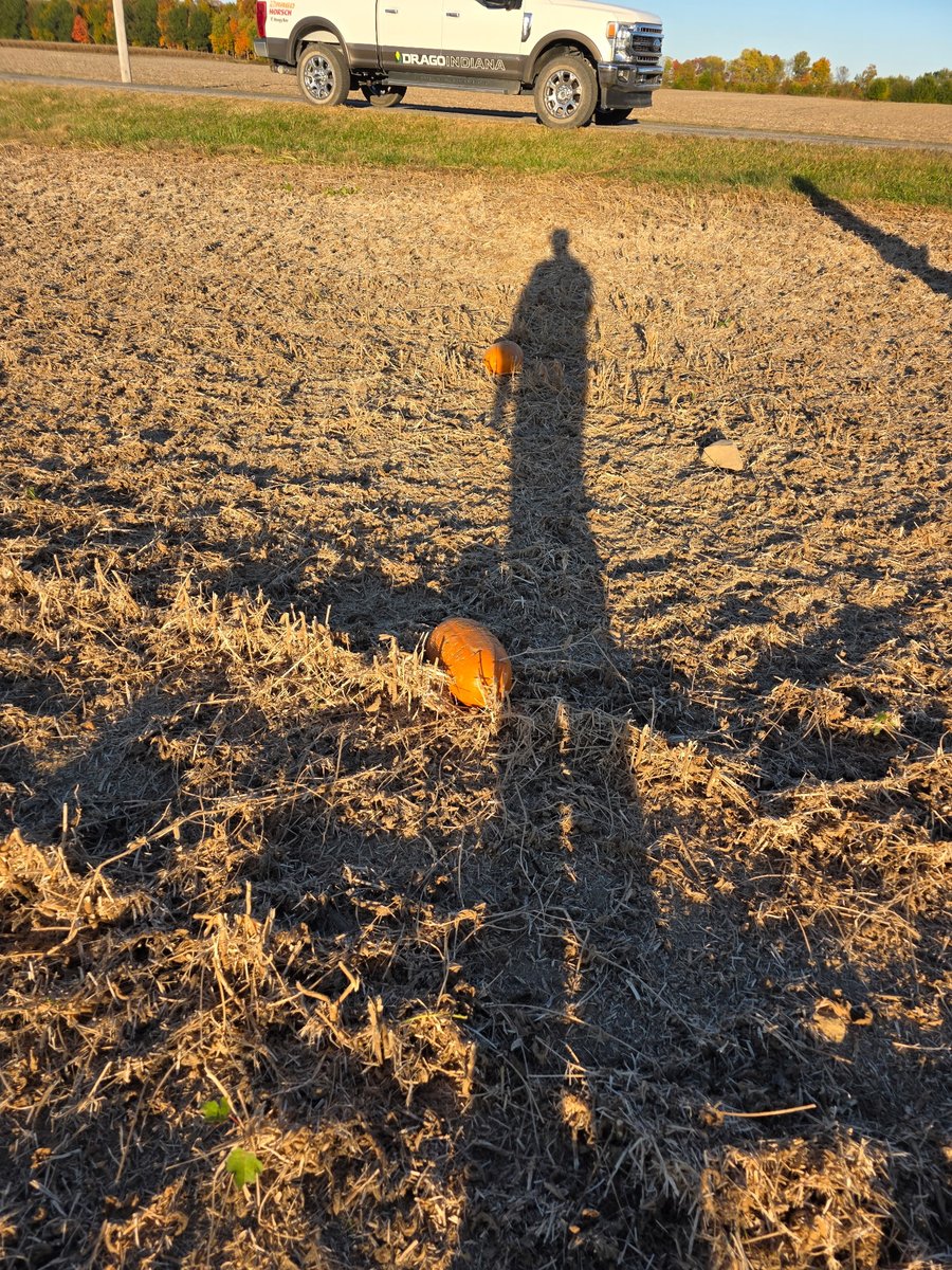 Our <a href="/HoneyBeeMfg/">Honey Bee Mfg</a> drapers do such a good job with the cutter bar flex that it glided up and over two pumpkins in the soybean field at the same time. #HarvestFaster #soybeanharvest #Farming