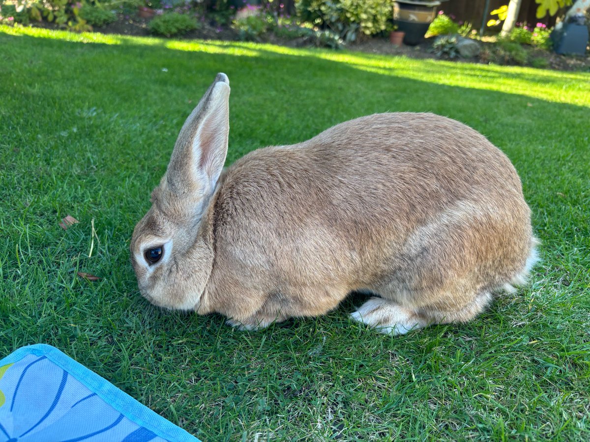 Hop2saverabbits's tweet image. 💔 “Laws Should Protect the Vulnerable” 

Throughout history, laws have been rewritten to include the excluded.

To recognise equality where it was once denied.
Yet animal law still protects the strong — industries, not individuals.

Rabbits, gentle and defenceless, remain…