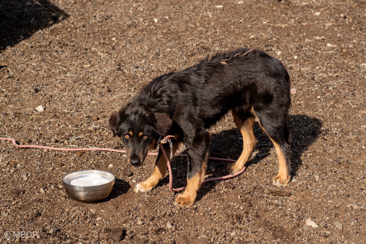 It is a Mongolian tradition to let the puppy lick milk when you receive a puppy. The white color of milk symbolizes purity and wellness for the future.
Oct 2025. Bayankhongor province.

#bankhar #livestockguardiandog