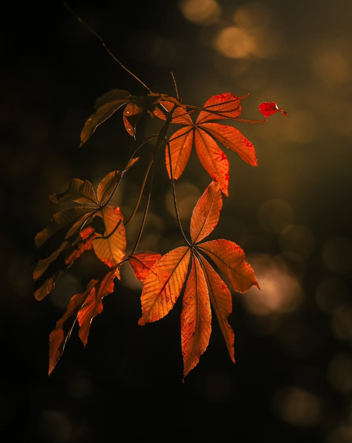 Fall ab, Herz, vom Baum der Zeit 
fallt ihr, Blätter, aus den erkälteten 
Ästen die einst die Sonne umarmt
fallt wie Tränen fallen aus dem
geweiteten Aug.

Ingeborg Bachmann
25.06.1926 - 17.10.1973
aus: Fall ab Herz!