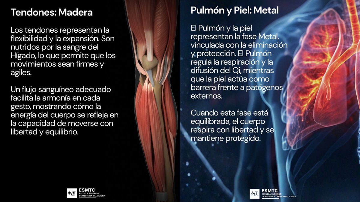 escuelaMTC's tweet photo. En Medicina China, el cuerpo refleja la energía de la naturaleza.
Estructuras Anatómicas y las Cinco Fases en MTC:
Huesos-Agua 💧
Músculos-Tierra 🌍
Tendones-Madera 🌱
Piel-Metal 🍂
Corazón-Fuego🔥
¿Cuál sientes más presente hoy?
#MedicinaChina #CincoElementos https://t.co/UrwQgMs3IO