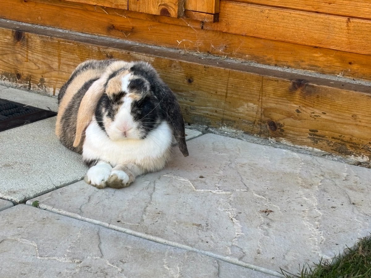 Hop2saverabbits's tweet image. Bias in Plain Sight

Species bias is rarely seen — but always felt.

We protect dogs who bite, yet slaughter rabbits who never harmed anyone.

We fine cruelty toward cats, yet license cruelty toward rabbits.

This isn’t logic. It’s bias — written into law.

And it will stay that…