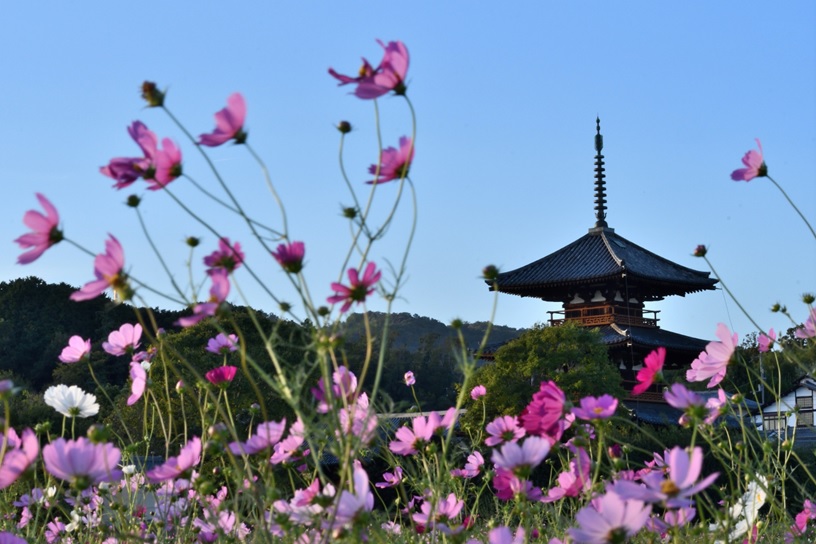 yahhoo16's tweet photo. 貴重な晴れ間の夕刻。お寺と秋桜（2025年10月17日） #法起寺 ＃コスモス ＃斑鳩 #奈良 https://t.co/x5OvCrAh8u
