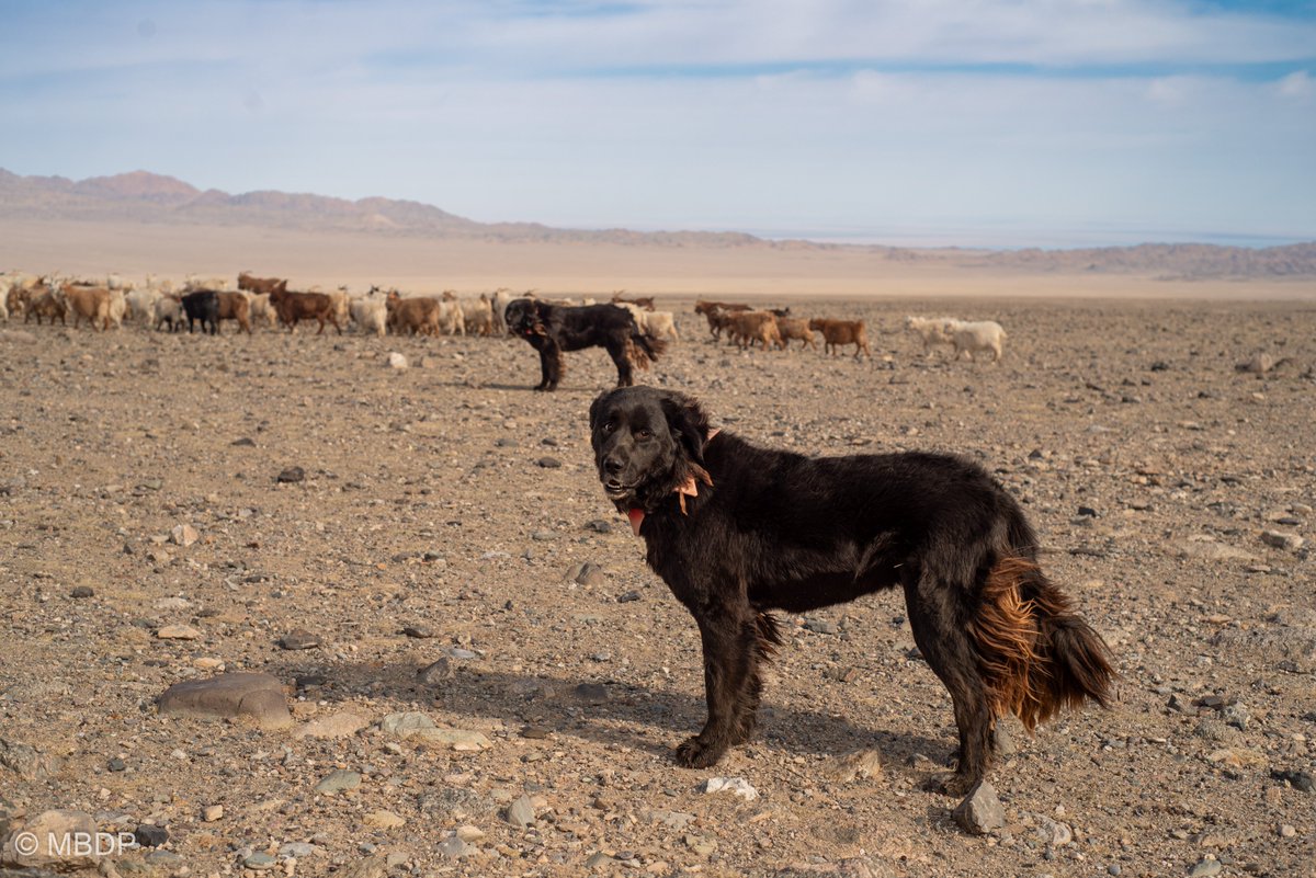 Livestock Guardian Dogs doing their job very well in Bayankhongor province. Oct 2025.

#bankhar #livestockguardiandog #mongolia