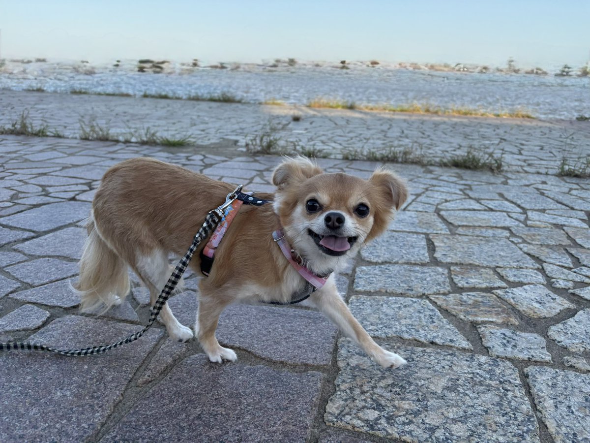 いぬです。機嫌がよさそうな、いぬです。