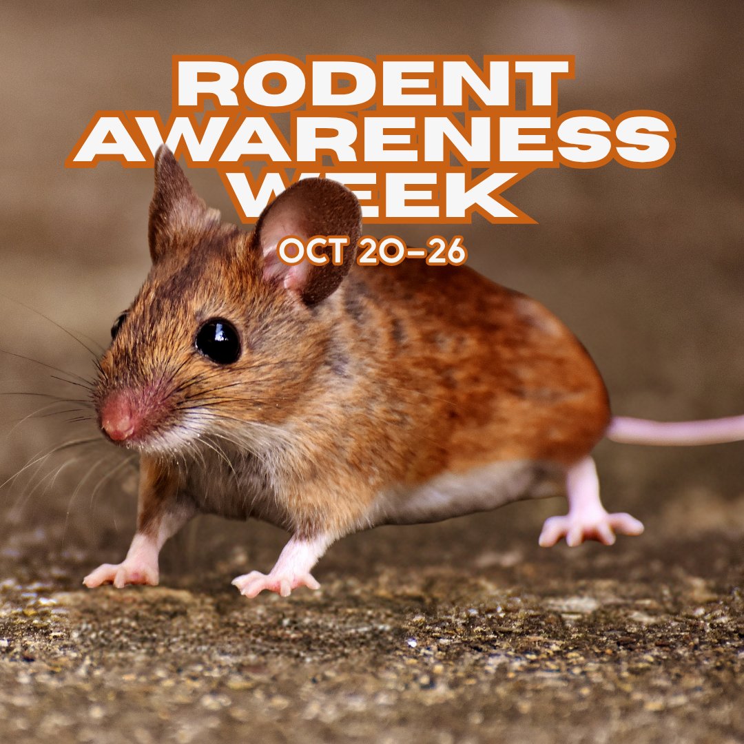 GotBugsTPS's tweet image. 📢🐭 Rodent Awareness Week is Oct 19–25! Learn how to prevent infestations, spot signs early &amp;amp; keep your family safe from rodent risks. 🏡✨ #RodentAwarenessWeek #pestcontrol #GotBugs #Atlanta