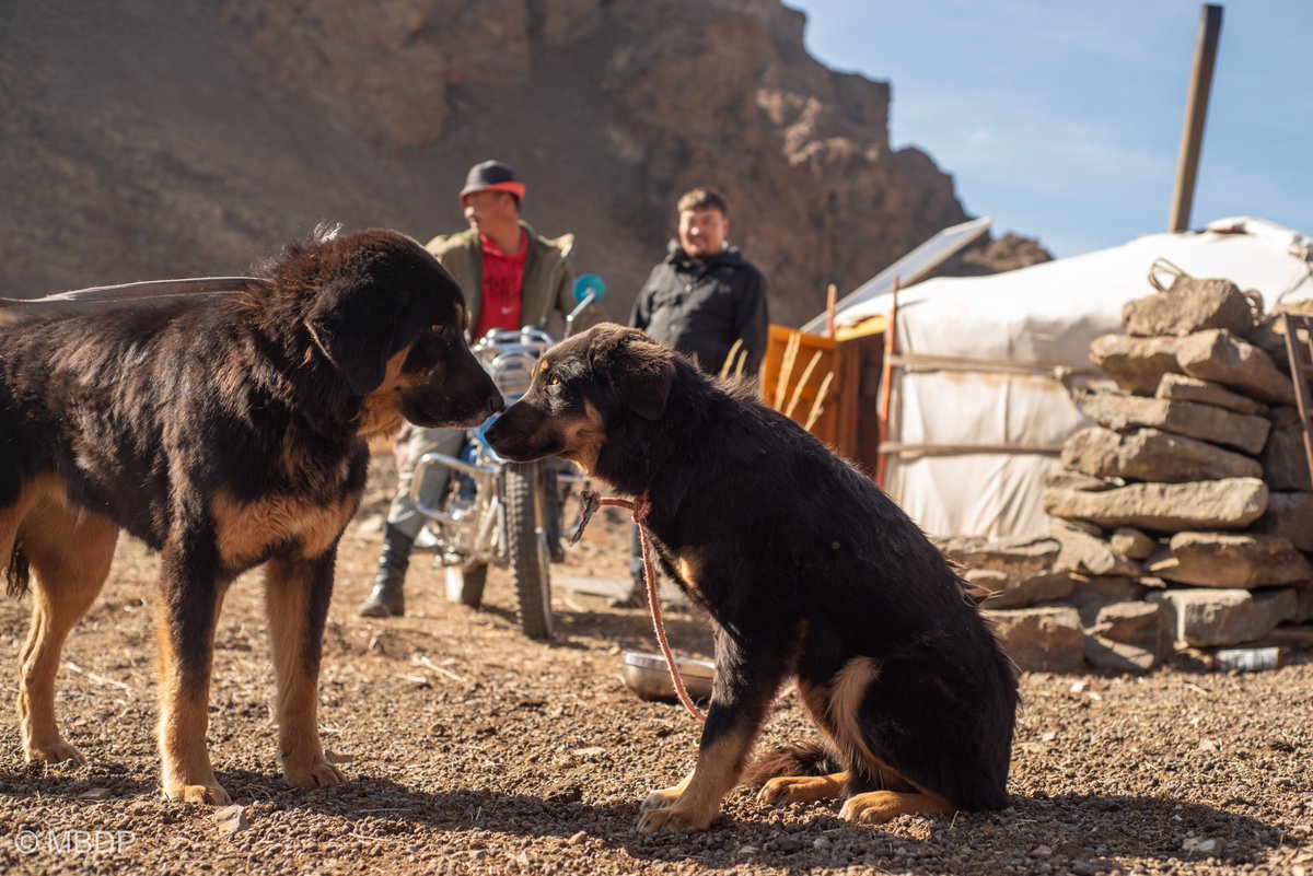 Meeting of a veteran LGD and her disciple.
Oct 2025. Bayankhongor.

#livestockguardiandog #mongolia #bankhar