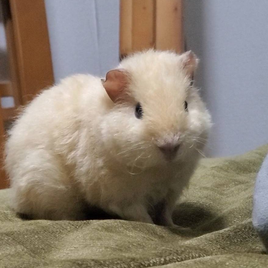 max_80kg's tweet image. 変身願望が飼っていたモルモット“金ちゃん”をフライヤーにしてもらいました‼️
最高の誕生日にします!是非来てください〜
