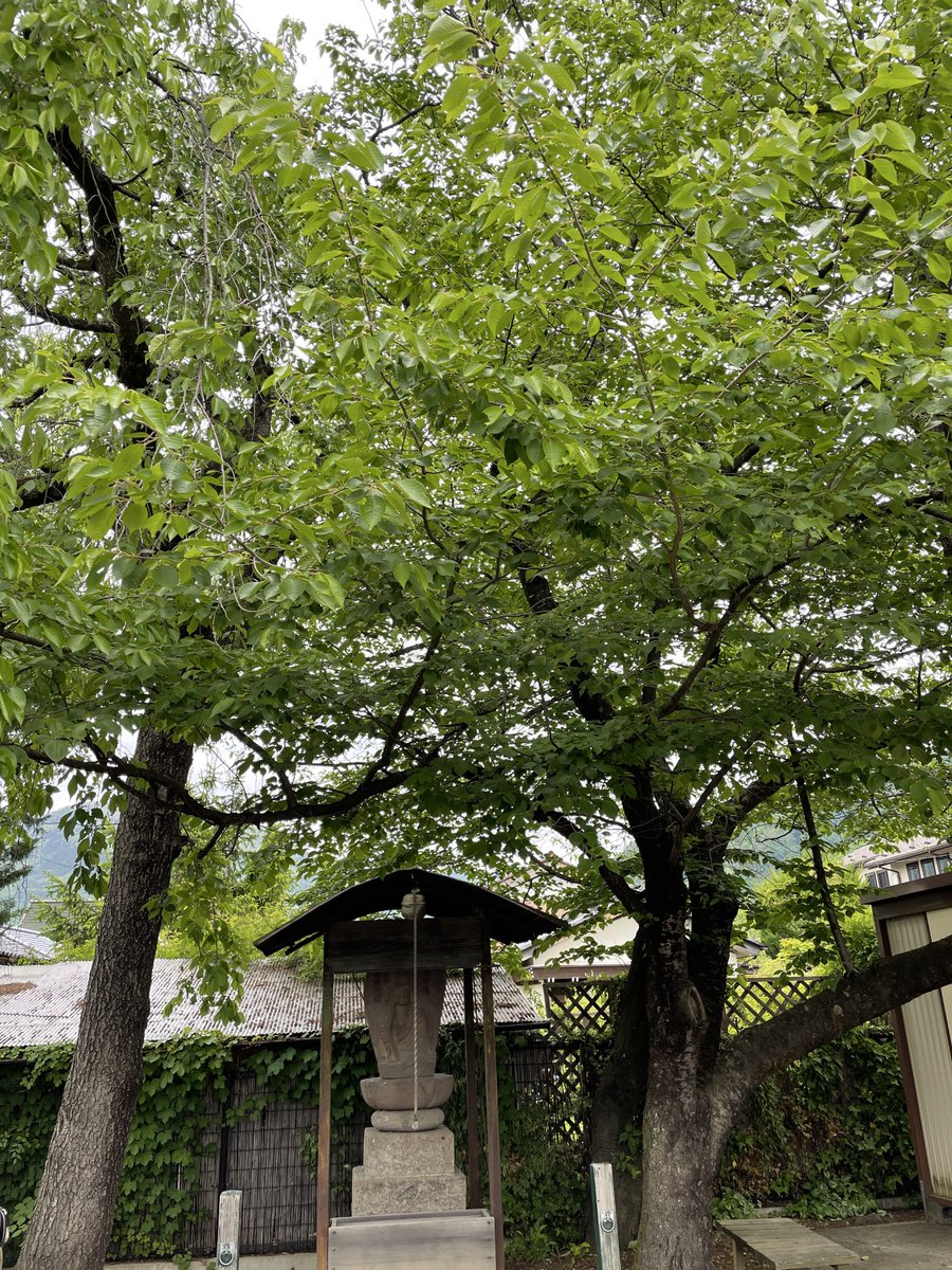 『木陰』

その涼しさはいっとう特別に思える。

灼熱の太陽から解放されとても穏やかで。

緑が生い茂る自然の中に立つ事で見える世界がある。

どうしても人の間で暮らしているとせっかちになる。

仕方なき人の世よ。

深呼吸故の感謝をひとつ。

#詩 
#ファインダー越しの私の世界 
#龍のささやき
