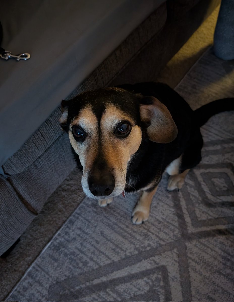 Waiting patiently for me to put her harness on so we can go on our morning walk 🥰