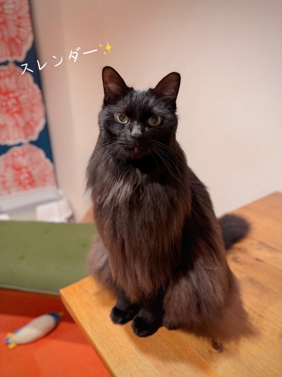 長毛飼いあるある
撫でつけてイメチェンをしてみる