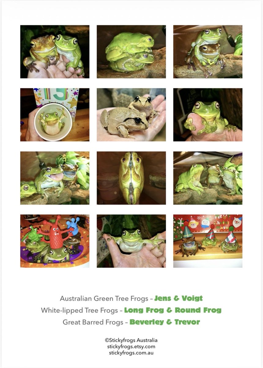 stickyfrogs's tweet image. The Stickyfrogs 2026 Calendar is now available in the Stickyfrogs Etsy Shop! Worldwide shopping is available! 
This year we are donating $1 from every calendar to the Amphibian Foundation’s Emergency Fund 🐸
etsy.com/au/listing/438…