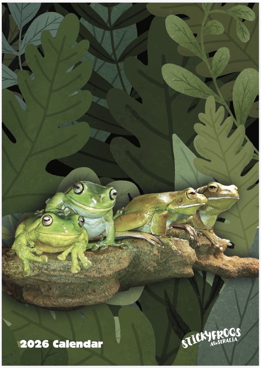 stickyfrogs's tweet image. The Stickyfrogs 2026 Calendar is now available in the Stickyfrogs Etsy Shop! Worldwide shopping is available! 
This year we are donating $1 from every calendar to the Amphibian Foundation’s Emergency Fund 🐸
etsy.com/au/listing/438…
