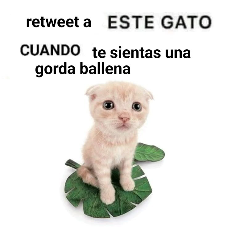 yo 24/7