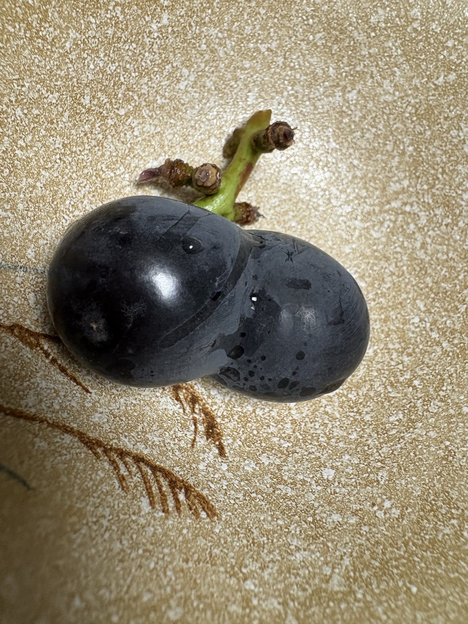 葡萄の呟き 『ぶどうのつぶやき』 ぶどう🍇 - Search / X