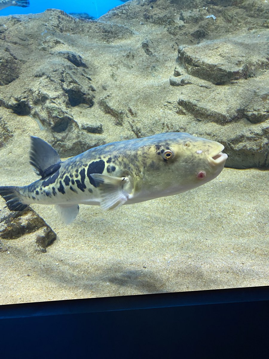 この子お口怪我？してるみたいで心配だった😭