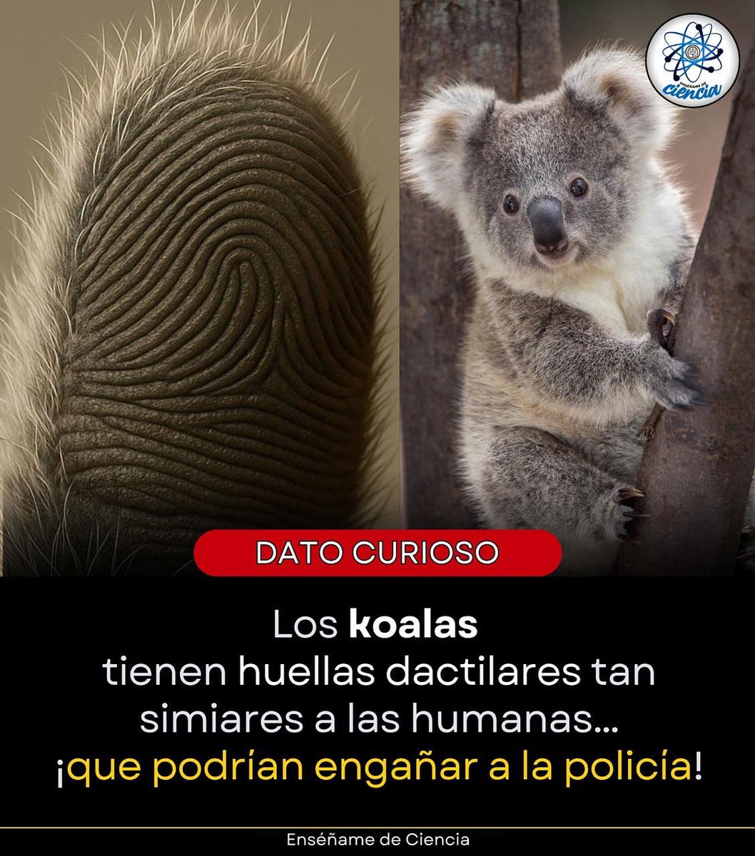 Los koalas tienen huellas dactilares tan parecidas a las humanas, que ni la policía podría notar la diferencia. 😱👣

🔍 Bajo el microscopio, sus dedos muestran los mismos arcos, bucles y espirales que los nuestros. ¡Ningún otro animal, ni siquiera los grandes simios, se asemeja