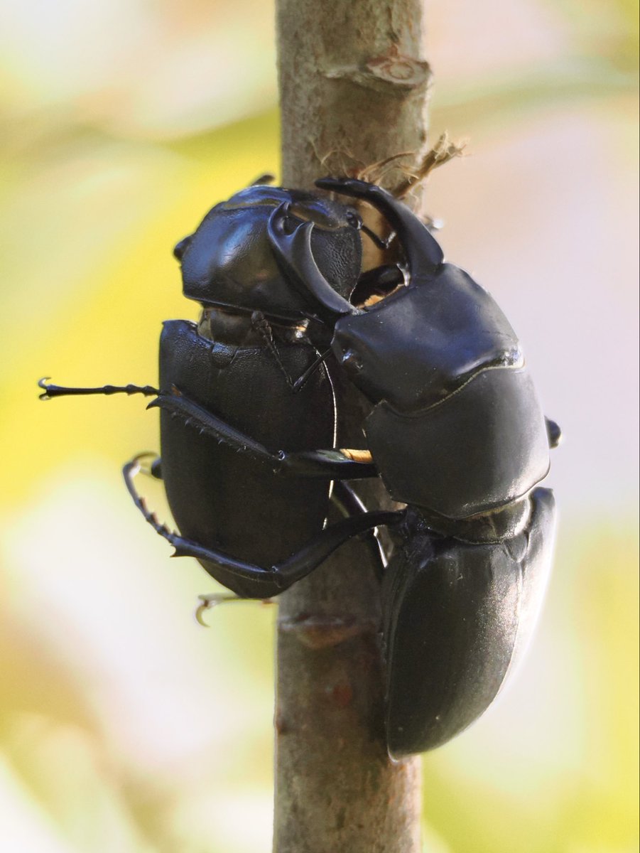 weaponshouwa's tweet image. 日暮れて秋深し。
枝ごとメスを抱える、ヒメオオクワガタの長い脚。