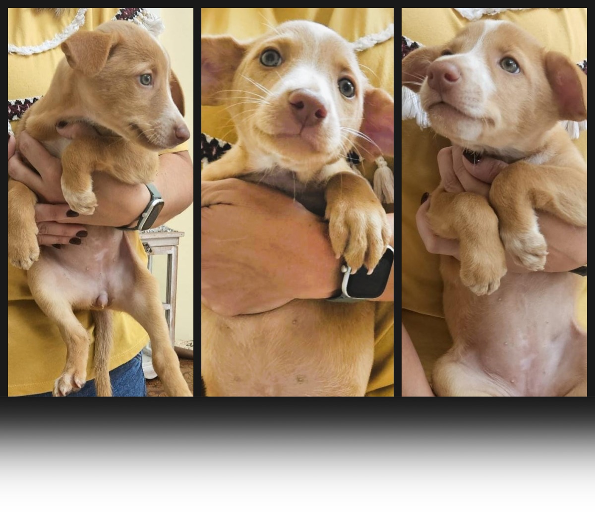 💔ALMAS LIBRES 
Desgraciadamente XANA,LANNA y MARIVI han fallecido en el Hospital Veterinario por parvovirosis. 
Lo intentamos pequeñas,no pudo ser
D.E.P pequeños angelitos,JAMAS os olvidaremos.
SIEMPRE EN NUESTRO RECUERDO
!MALDITO SEA quien os abandonó y os condenó a la muerte!