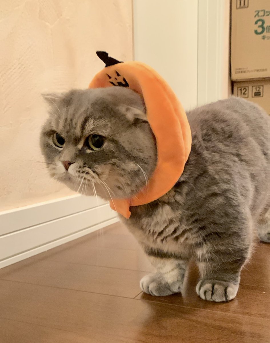 たこやき (@takopi_cat) / Posts / X