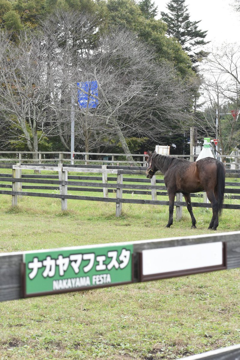 ars1111ncnc's tweet photo. 道中が競走馬の産地だったので訪問
ナカヤマフェスタ https://t.co/V8KzUfx0Bm
