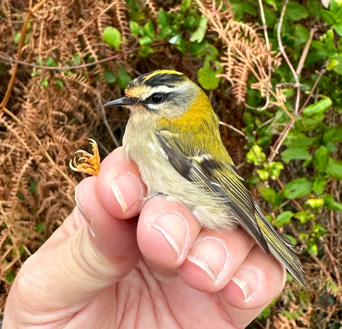SteveOnHilbre's tweet image. A fabulous morning on the magical island @hilbrebirdobs started with this lovely #Firecrest (no I didn’t bring it back from StAgnes 🤣🤷‍♂️)