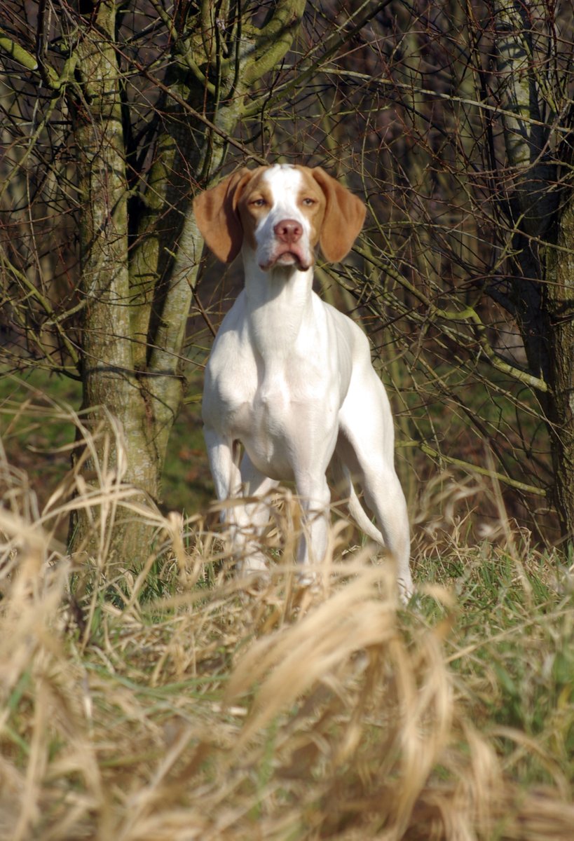 Magazine_CDC's tweet photo. Chien de roi, roi des chiens 
Le Braque Saint-Germain, race rare mais fière, séduit par son élégance et son flair incomparable.
Un compagnon taillé pour la chasse et la vie de famille. 
📷 Lisez l'article :  https://t.co/rR6zJJnSAx
#braquesaintgermain #chiendechasse #Chasse https://t.co/rosROyM9O4