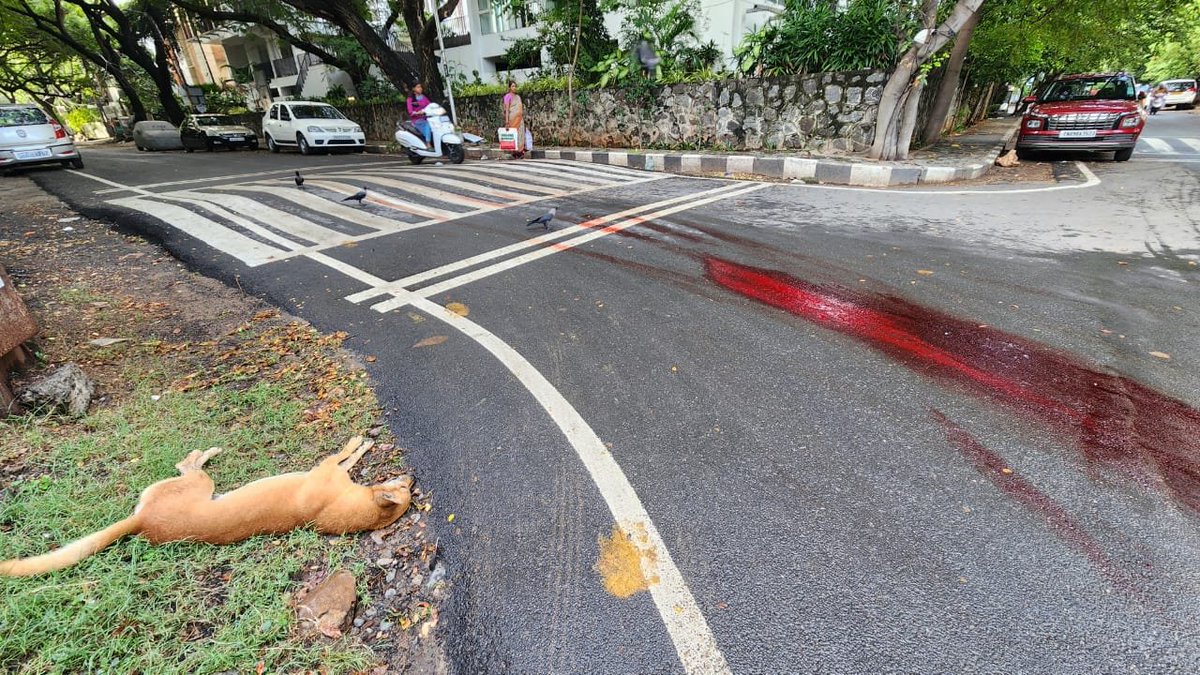 DrSangeethaV's tweet photo. This happened in Valmiki Nagar at the junction of 2nd Seaward Road and Balakrishna Road. Overspeeding in residential areas is a threat not only to our dogs but also our children, elders and other roadusers. We need action now!#speedkills #speedbump @chennaicorp @mkstalin @kgbias https://t.co/UXC6v27c6K