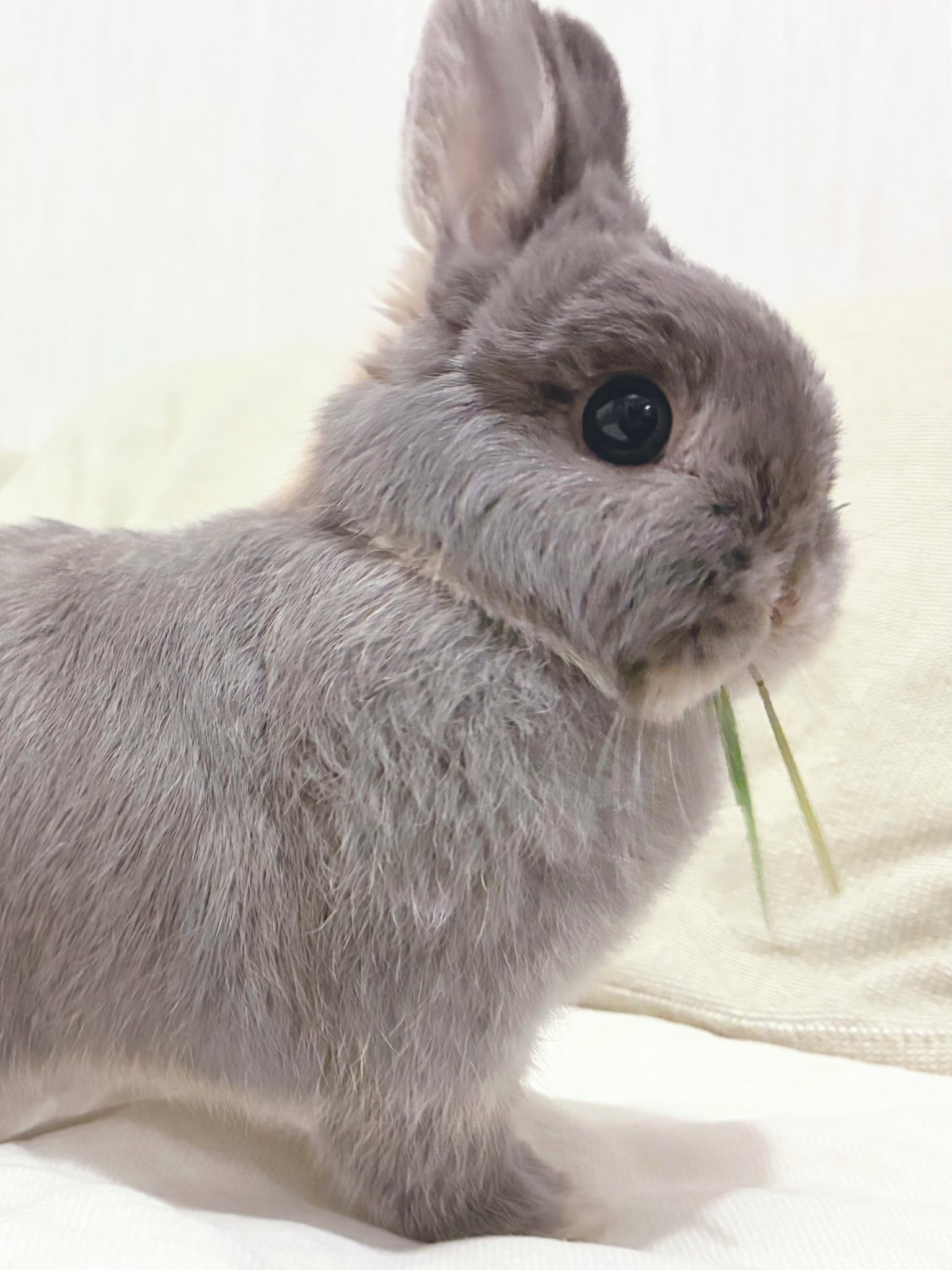 うさうさき♥3点おまとめ♥⁠◍⁠•⁠ᴗ⁠•⁠◍⁠)⁠❤ Parody Richard III's Ghost on X: 