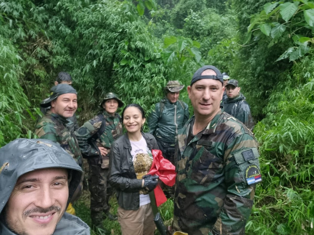 passalacquaok's tweet photo. LA YAGUARETÉ “PARÁ” Y SUS CACHORROS YA SE ENCUENTRAN A SALVO 🐆🌿

Tras varios días de un operativo intenso y ejemplar, logramos capturar y relocalizar de forma segura a la yaguareté “Pará” y a sus dos cachorros, que en los últimos meses habían sido observados reiteradas veces en la zona de las 2000 Hectáreas de Iguazú.

Una tarea compleja, realizada con enorme profesionalismo, para garantizar la tranquilidad y seguridad tanto de los vecinos como de estos ejemplares de nuestro máximo Monumento Natural. Hoy “Pará” y sus crías descansan en un Área Natural Protegida de la provincia, donde serán monitoreadas y acompañadas en su proceso de adaptación.

Mi reconocimiento a la fundación Azara - Güira Oga y al Ministerio de Ecología y RNR, por llevar adelante con éxito este operativo inédito en el país, por tratarse de la primera captura y relocalización de una hembra con sus crías en estado salvaje, junto al IMiBio, Defensa del Medio Ambiente y Delitos Rurales, Ejército Argentino, Aeronáutica de Misiones, Parques Nacionales, Aves Argentinas, Fundación Vida Silvestre, Proyecto Yaguareté y los vecinos de Iguazú.

Reafirmamos nuestro compromiso con la conservación de la especie más emblemática de nuestro amado Bosque Atlántico, tesoro que los misioneros custodiamos con celo. Cuidar la selva es cuidar tu vida y tu provincia. Y en Misiones, lo hacemos juntos. 💚