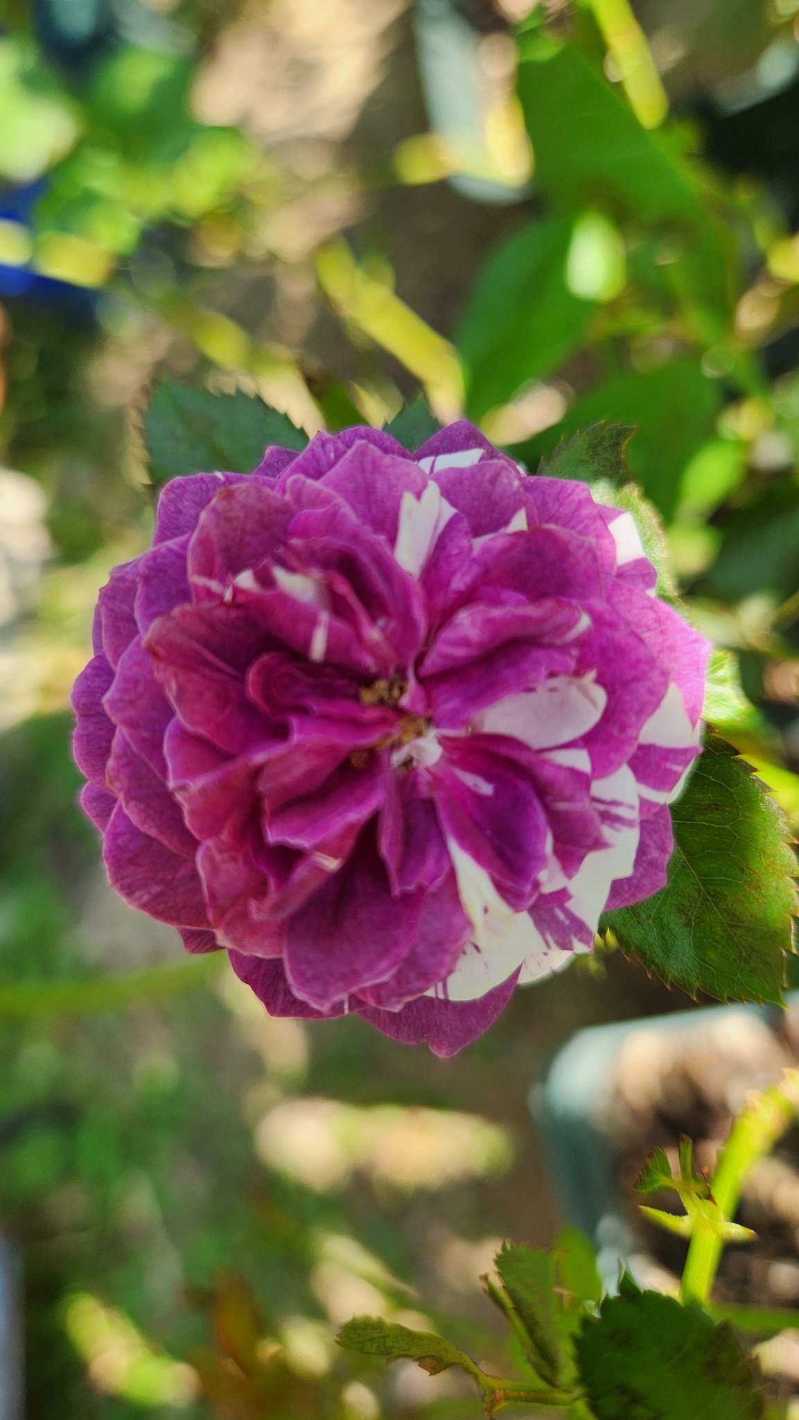 専用❀ご購入前にコメントお願い致します❀　センテッドジュエル　バラ　苗1980 専用❀ご購入前にコメントお願い致します❀ センテッドジュエル バラ