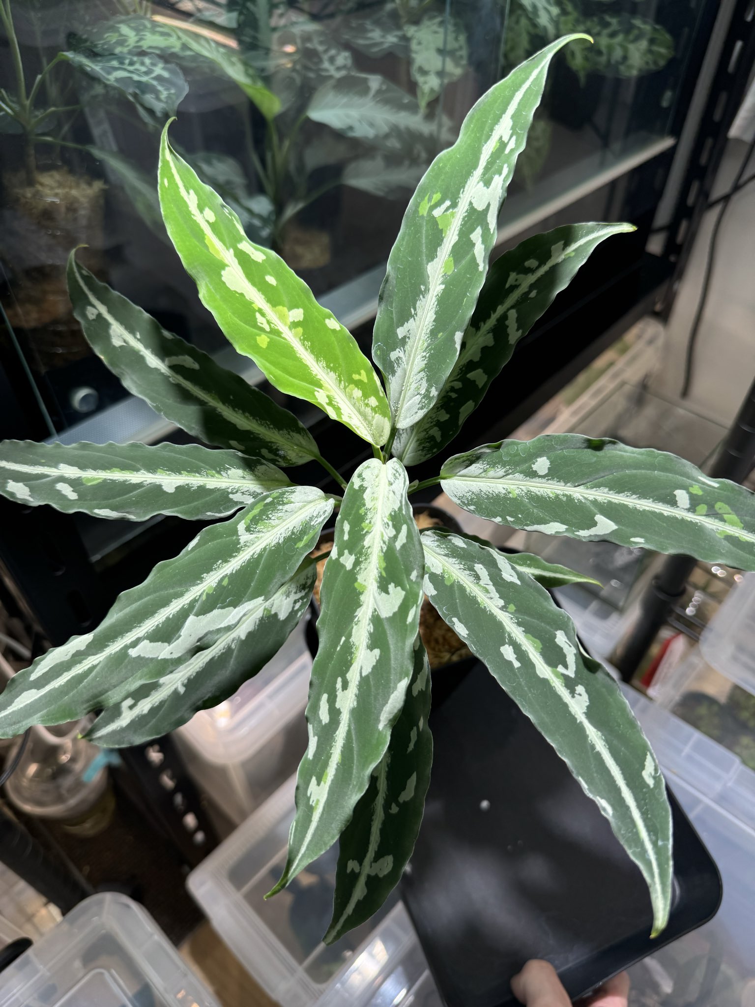 Aglaonema pictum Stiria+1 LA1113-3ss LA便 Aglaonema pictum Stiria+1 LA1113-3ss LA便