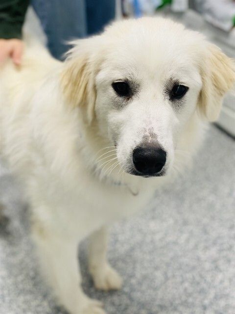 HSCCMaryland's tweet image. 🐾 New arrivals are here! 🐾
Dogs, cats &amp;amp; small pets are waiting to meet their future families 💛
Stop by during adoption hours — you might just meet your match!
👉 hscarroll.org/adoption
#HSCC #AdoptDontShop #AdoptLocal