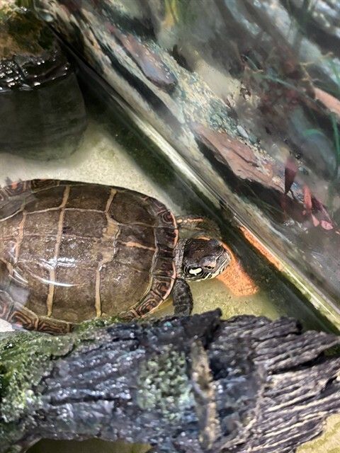 HSCCMaryland's tweet image. 🐾 New arrivals are here! 🐾
Dogs, cats &amp;amp; small pets are waiting to meet their future families 💛
Stop by during adoption hours — you might just meet your match!
👉 hscarroll.org/adoption
#HSCC #AdoptDontShop #AdoptLocal