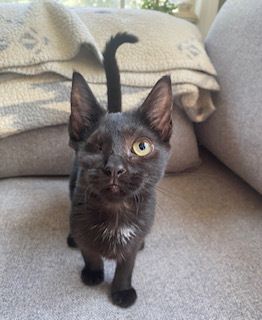 HSCCMaryland's tweet image. 🐾 New arrivals are here! 🐾
Dogs, cats &amp;amp; small pets are waiting to meet their future families 💛
Stop by during adoption hours — you might just meet your match!
👉 hscarroll.org/adoption
#HSCC #AdoptDontShop #AdoptLocal