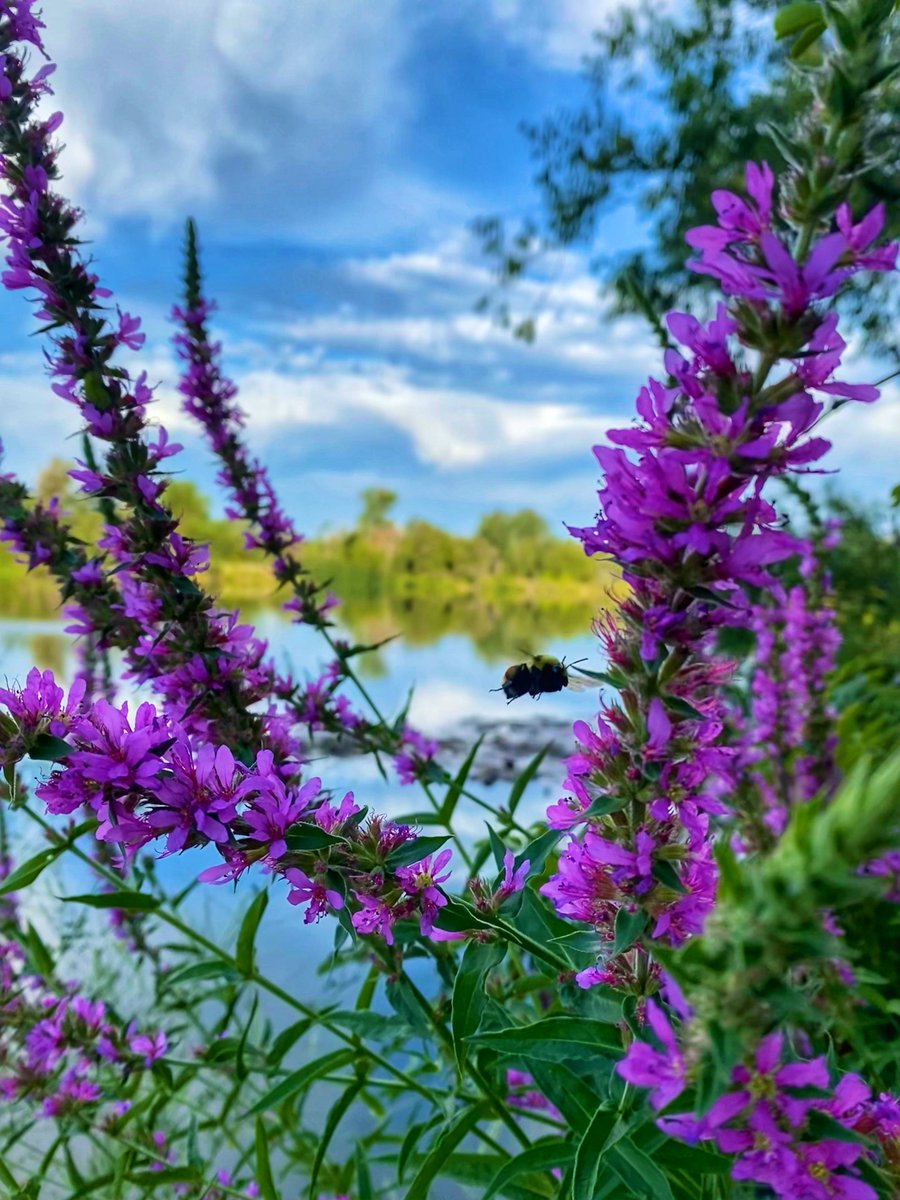 8ntmuch's tweet image. Have a wonderful Flowers on Friday!

Share your beauties!