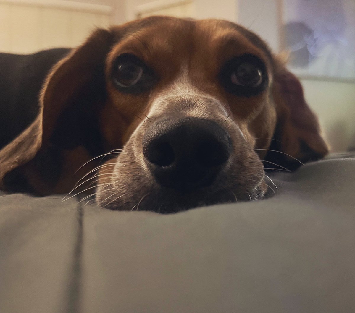 Beagle Facts (@beaglefacts) on Twitter photo There may be some humans who are able to resist the pleading gaze of a #beagle, but our researchers have not identified any as of yet. #beaglefacts
📷 <a href="/ddoggiesmommy/">Bella, Mags , Brie and 🌈Bentley 🐞🐞</a> / Twitter There may be some humans who are able to resist the pleading gaze of a #beagle, but our researchers have not identified any as of yet. #beaglefacts
📷 <a href="/ddoggiesmommy/">Bella, Mags , Brie and 🌈Bentley 🐞🐞</a> / Twitter
