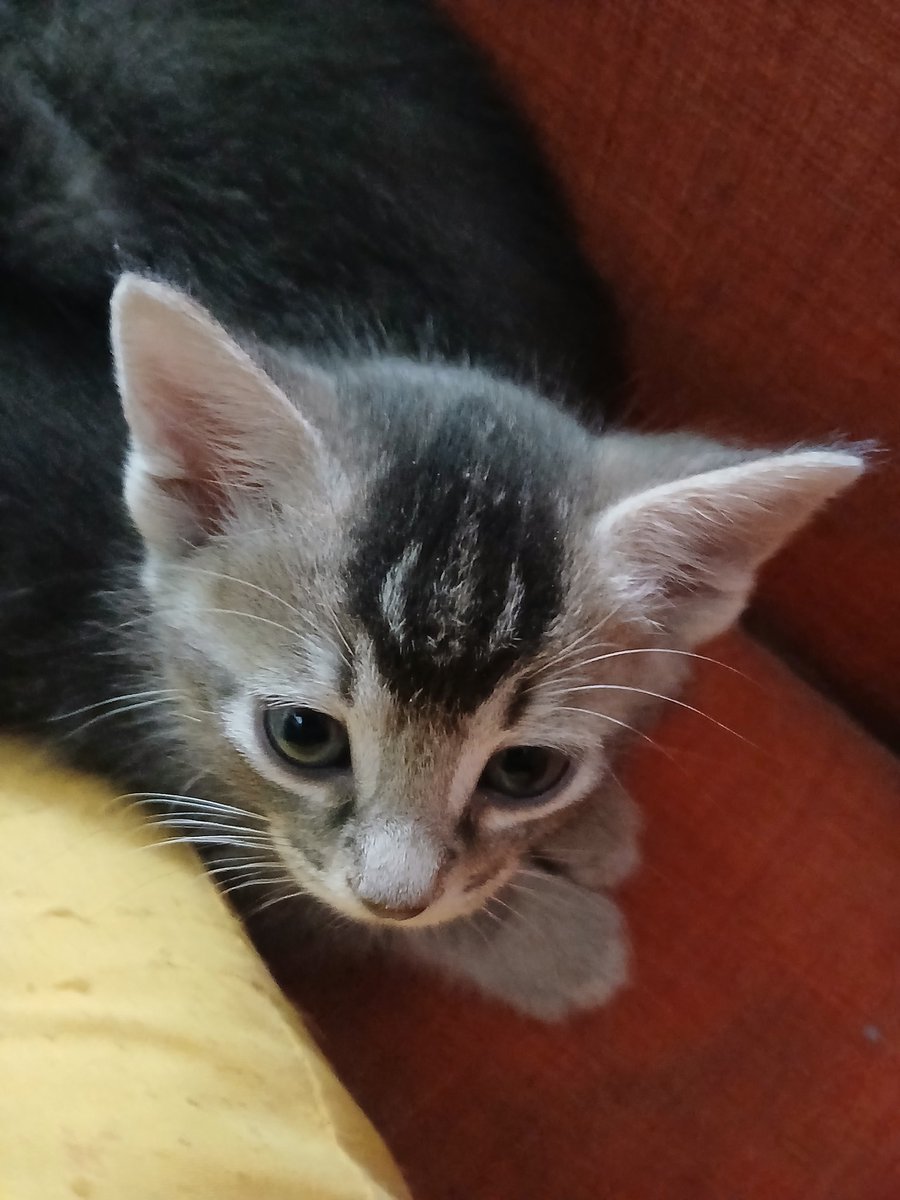 Letting go hurts — even when it’s the right thing to do. #kittens #foster #Emotion