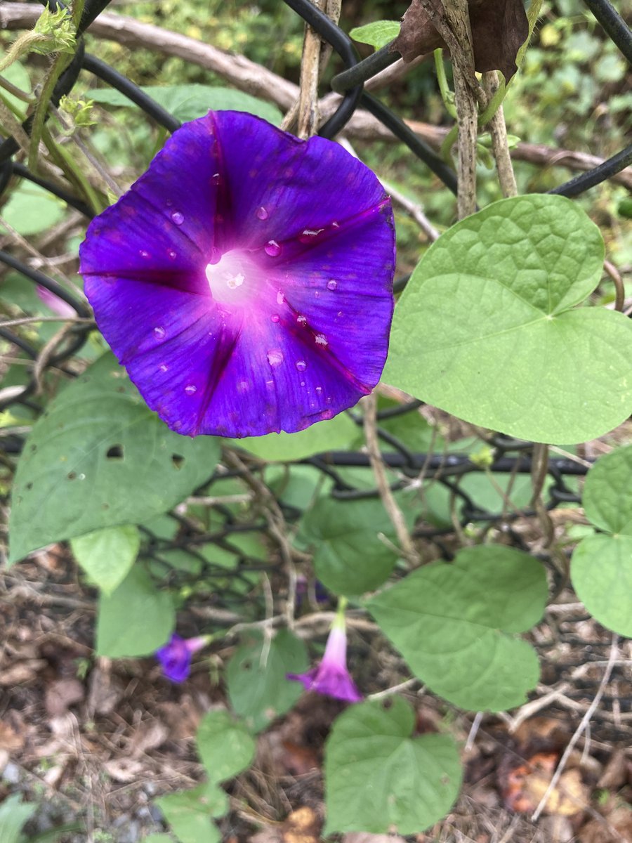 Some splashes of fall color on the trail!