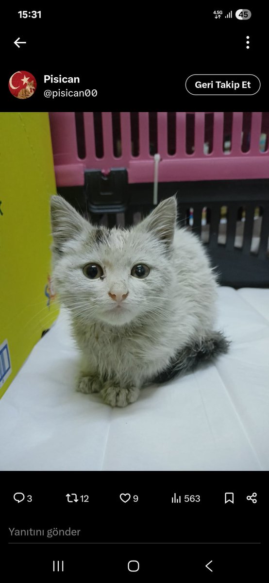 Ankaralı pisika yuva arıyor 😍