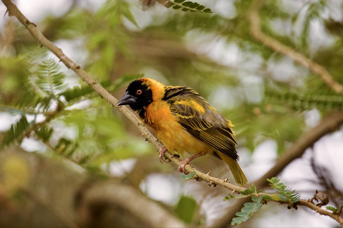 How was your morning spent! Mine was in the comfort of alike minds watching birds in the botanical gardens Entebbe. 
In every corner of Uganda 🇺🇬, you will always be surrounded by beauty, simply look around and you will attest to it.